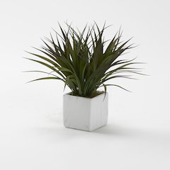 Grass in Square Marble Ceramic