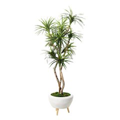 7.5' Dracaena Tree in White Bowl with Legs