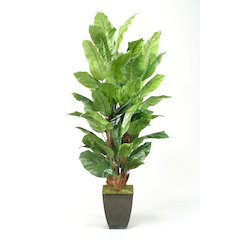 8' Spath Tree in Black Square Metal Planter