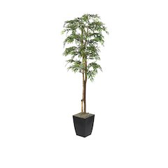 6' Ruscus Tree in Black Metal Planter