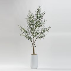 Olive Tree in Tall White Clay Planter