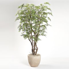 8.5' Ruscus Tree in Clay Bank Planter