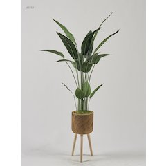 5' Traveler Palm in Wood Planter with Wood Legs