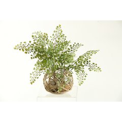 Flat Iron Maiden Hair Fern in Glass Ball with Seagrass Netting