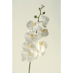 White Phael Orchid Stem