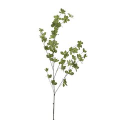 Green Foliage Branch