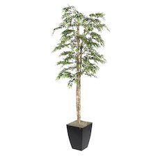 7' Ruscus Tree in Black Metal Planter