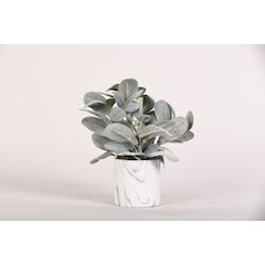 Lamb's Ear in Round Marble Planter