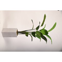 7' Traveler Palm in Tall Square White Textured Planter