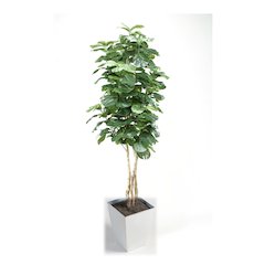 8' Fiddle Leaf Fig Tree in White Square Metal Planter