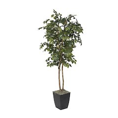 6' Sakaki Tree in Black Metal Planter