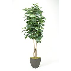 Fiddle Leaf Fig Tree in Black Square Metal Planter