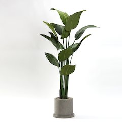 6.5' Travelers Palm in Medium Grey Marta Pot