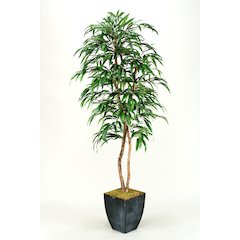 7' Weeping Ficus Tree in Square Metal Planter