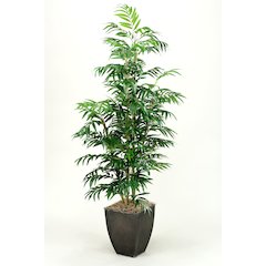 7' Phoenix Palm Tree in Square Metal Planter