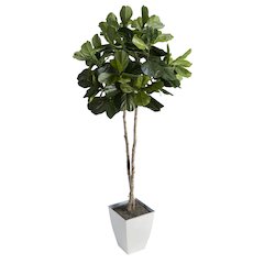 7' Fiddle Leaf Fig Tree in White Square Metal Planter