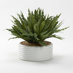 Frosted Green Birdnest in White Ribbed Bowl