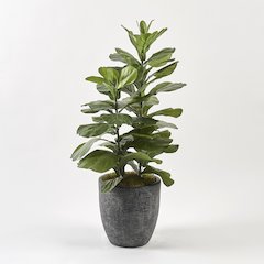 46" Tall Fiddle Leaf Fig in Round Black Textured Planter