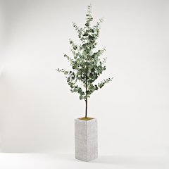 Eucalyptus Tree in Small Square Etched Planter