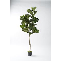 7' Fiddle Leaf Fig Tree in Black Plastic Pot