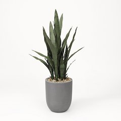 Sansevieria Plant in Round Grey Planter