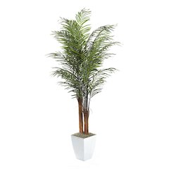 8' Areca Palm in White Square Metal Planter