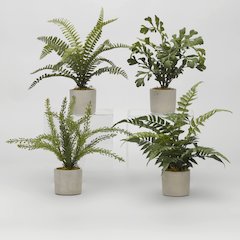Assorted Mini Ferns in Mini Cement Cylinder - Set Of 4