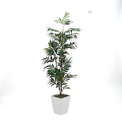 6' Phoenix Palm in White Square Metal Planter