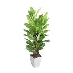 8' Spath Tree in White Square Metal Planter