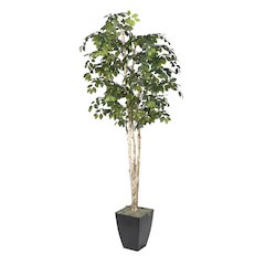 8' Sakaki Tree in Black Metal Planter