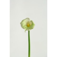 Large Green Calla Lily - Set of 3