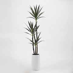 6' Yucca Tree in Tall Round White Resin Planter