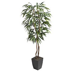 6' Weeping Ficus Tree in Black Square Metal Planter
