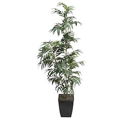 6' Phoenix Palm in Black Square Metal Planter