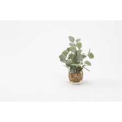 Eucalyptus in Glass Cube