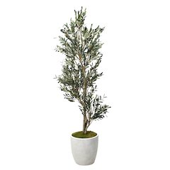 7.5' Olive Tree in White Etched Planter
