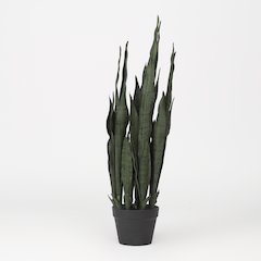 Sansevieria Plant in Black Plastic Pot