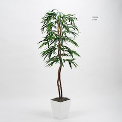 6' Weeping Ficus Tree in White Square Metal Planter
