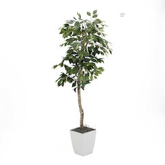 6' Green Ficus Tree in White Square Metal Planter