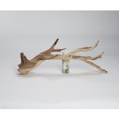 Large Ghostwood Branch