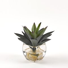Aloe Plant in Glass Cube
