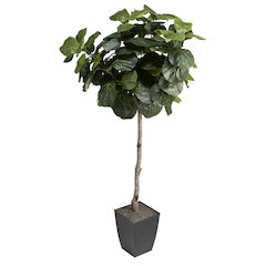 6' Fiddle Leaf Fig Tree in Black Square Metal Planter
