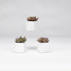 Rose Echeveria in White Marbled Ceramic Square - Set Of 3