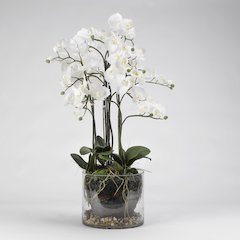 White Orchids in Glass Planter