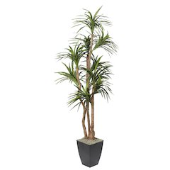 8' Dracaena Tree in Black Metal Planter