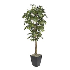 7' Sakaki Tree in Black Metal Planter