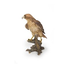Red Tail hawk Standing on Branch
