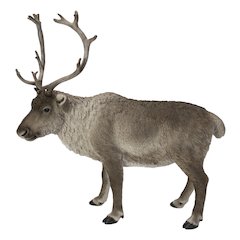 Reindeer Standing