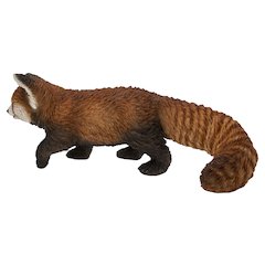 Red Panda Cub Walking