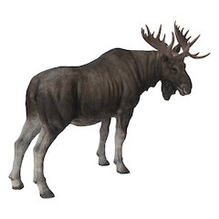 Standing Moose Statue